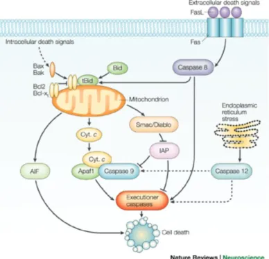 Figura 6  Via intrinseca ed estrinseca dell’ apoptosi (Vila &amp; Przedborski, 2003). 