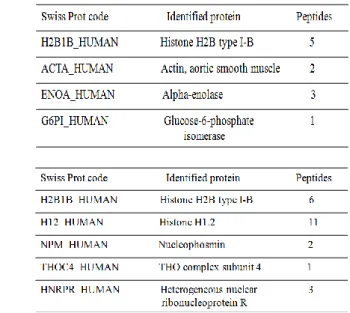 Tabella 5 Lista di proteine identificate in estratti nucleari (A) e citosolici (B) di cellule DLD1 trattate con iPA 