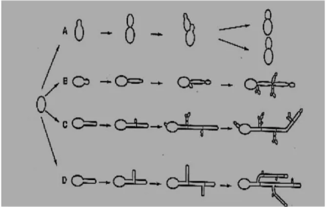 Figura 5- Morfogenesi di C.albicans: A) gemmazione di lieviti, B) pseudoife in cui si 