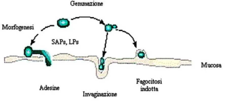 Figura 6- Sulla superficie della mucosa sono rappresentati i processi di patogenesi 