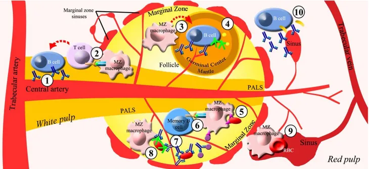 Figure 1. Antimicrobial splenic functions.  Compartments of white pulp involved in protective antimicrobial functions: a) periarteriolar lymphoid 