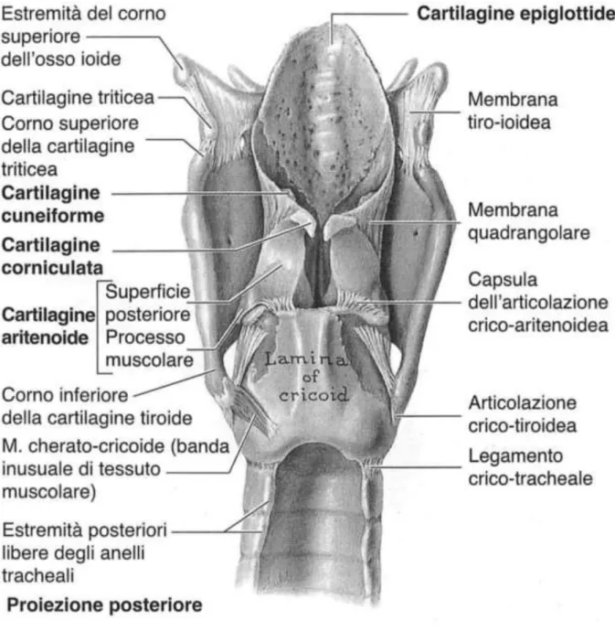 Fig. 2: Vista posteriore sul piano frontale della laringe. 