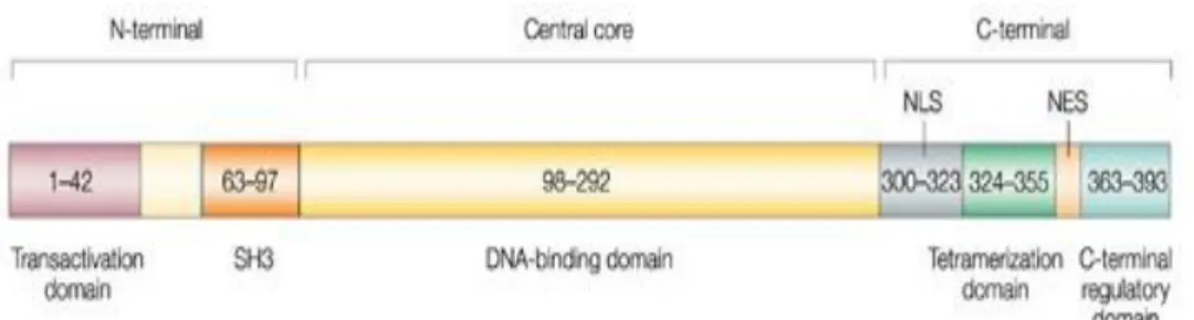 Figure 4. p53’s domains:  1) The N-terminal domain containing the transactivation  domain, it is required for transactivation activity and interacts with other transcription  factors and with Mdm2  1  and with acetiltransferases; the SH3 domain is a prolin
