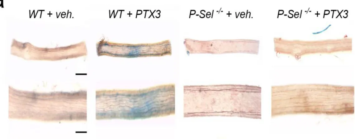 Figura 6. a) Immagini rappresentative della colorazione con blu di Evans-dye su arteria 