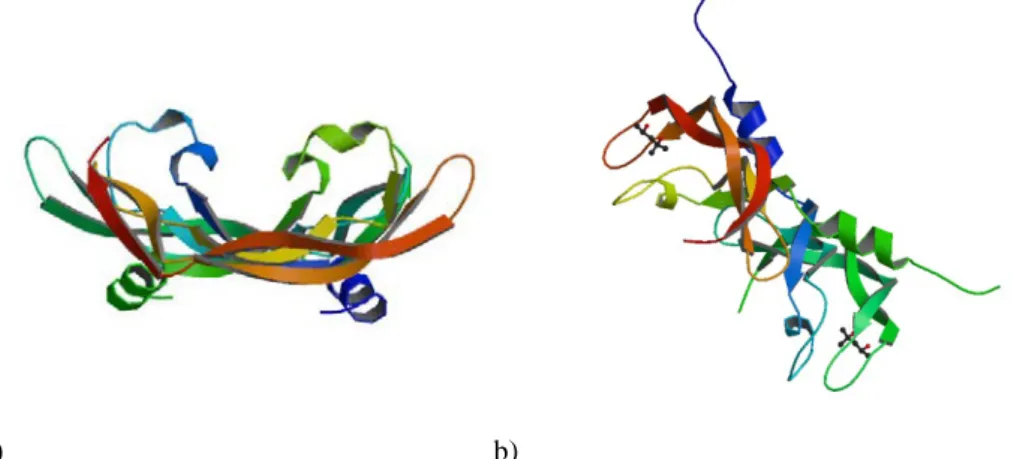 Fig. 2. a) Structure of human Vascular Endothelial Growth Factor (PDB code: 1VPF); b) The  crystal structure of human Placenta Growth Factor-1 (PLGF-1), an angiogenic protein at 2.0a 
