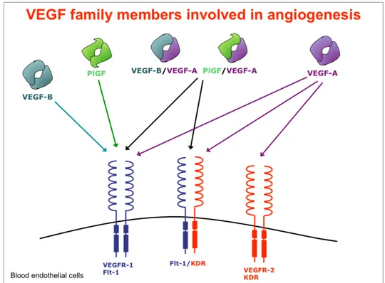 Fig. 3. Schematic representation of the Vascular Endothelial Growth Factors family members  involved in angiogenesis