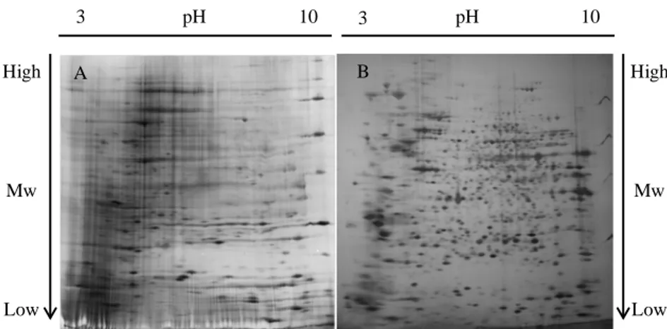 Fig. 8. 2D gel of HEK-293Flt-1 protein extracts; a) Gel obtained with utilization of DTT; b)  Gel obtained with utilization of TCEP