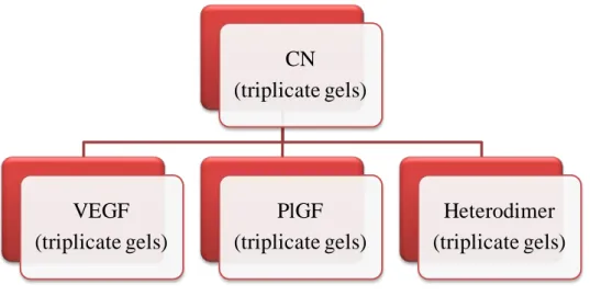 Fig. 14. Scheme: every block represents a group of three gels relateve to a specific biological  condition
