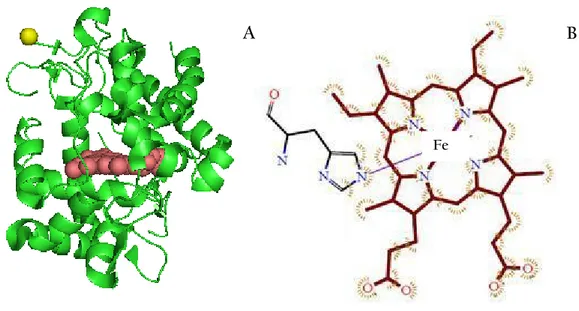 Fig. 2 A.  Structure of CcP showing the heme (red spheres) and Leu 1 (yellow). Leu 1 corresponds to  the  attachment  point  of  the  label