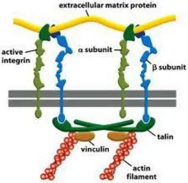 Fig. 9 Le integrine legano l'ECM e attivano segnale intracellulare. 