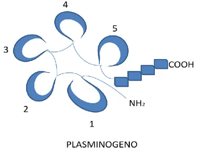 Fig. 1 Organizzazione strutturale del plasminogeno 