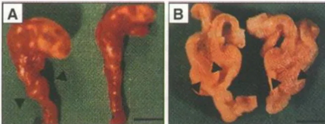Figura 1.11 Analisi istologica dello stomaco e del duodeno in topi TFF1 -/-  (sinistra) rispetto a topi WT  (destra)