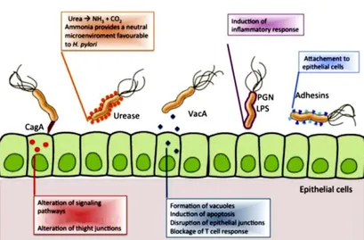 Figura 1.17 Meccanismi di virulenza di Helicobacter pylori. 