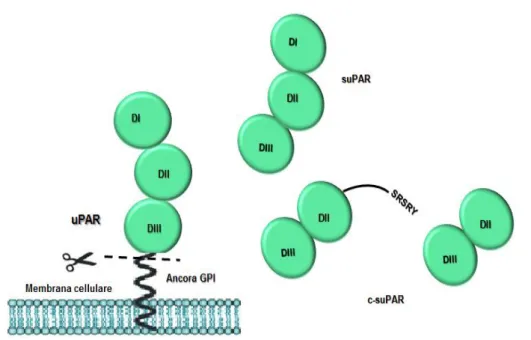 Figura  1.5  Forme  solubili  di  uPAR.  Il  taglio  dell’àncora  GPI  operata  da  fosfolipasi  C  o  D  determina  la 