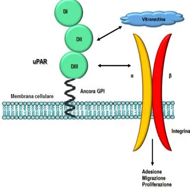 Figura  1.7 L’uPAR  regola  l’adesione  cellulare.  L’uPAR  lega  la vitronectina  e si  associa  alle  integrine, 
