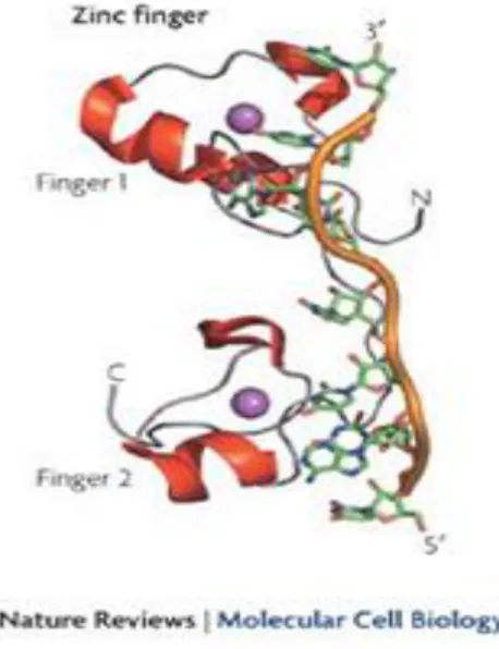 Figura 2.1 RNA binding protein. I due domini Finger della proteina TIS11d complessati allo zinco legano 