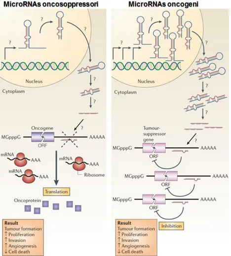 Figura  2.3  miRNA:  oncogéni  e  oncosoppressori.  I  miRNA  oncógéni  silenziano  geni  oncosoppressori, 