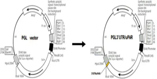Figura  3.3  Costruzione  plasmide  PGL3’UTR/uPAR.  La  3’UTR  di  uPAR  è  stata  clonata  nel  sito  di 