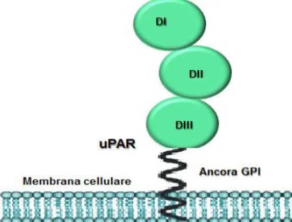Figura  1.2  Maturazione  del  recettore  dell’urochinasi.  L’uPAR  è  trascritto  come  un  polipeptide  di  335 
