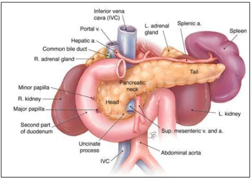 Figure 1.2: Anatomic relationships of the pancreas with surrounding organs and  structures 