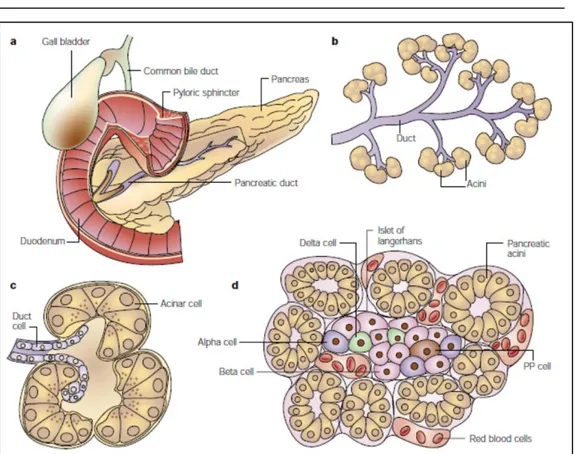 Figure 1.5: a. Gross anatomy of the pancreas; b. The exocrine pancreas; c. a single  acinus; d