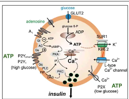 Figure 1.8: The insulin secretion mechanism in detail [31]. 