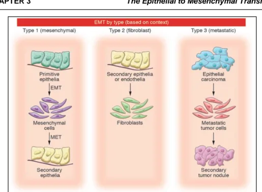 Figure 3.1: Three types of EMT are identifiable depending on the phenotype of  generated cells