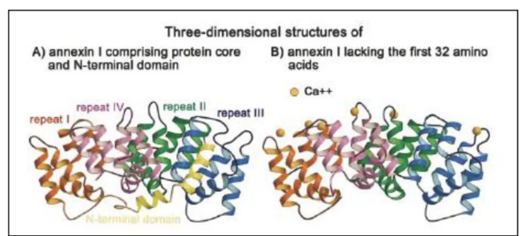 Figure 4.1: Ribbon diagrams of (a) one monomer of recombinant porcine annexin 1  comprising protein core and the N-terminal domain and (b) human annexin 1 lacking  the first 32 amino acid residues