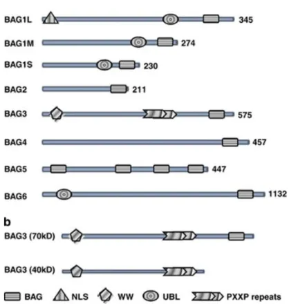 Figure 9- a) La famiglia delle proteine BAG e i loro domini. b) Rappresentazione schematica della proteina  full-length e della forma di 40 kD ritrovata associata ai sinaptosomi (Rosati et al., 2011)
