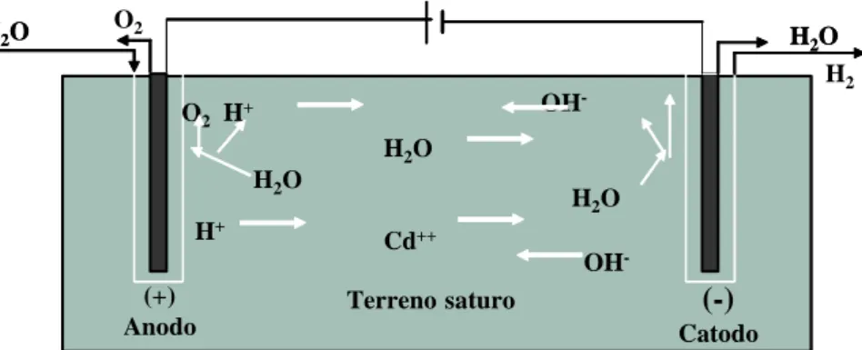 Figura 3.2 Reazioni agli elettrodi durante il processo elettrocinetico  Il  fronte  basico  procede  comunque  più  lentamente  di  quello  acido  a  causa  dell’azione  di  contrasto  del  flusso  elettroosmotico  perché  la  mobilità  dei  protoni  H +  