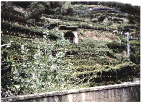 Fig. 8 - Un esempio di coltivazioni terrazzate, localmente dette «macerie», nella parte più svasata della valle Trapulogo (foto V