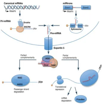 Figura  2.  Biogenesi  dei  miRNA.  Rappresentazione  schematica  delle  fasi  di  maturazione  dei  miRNA 