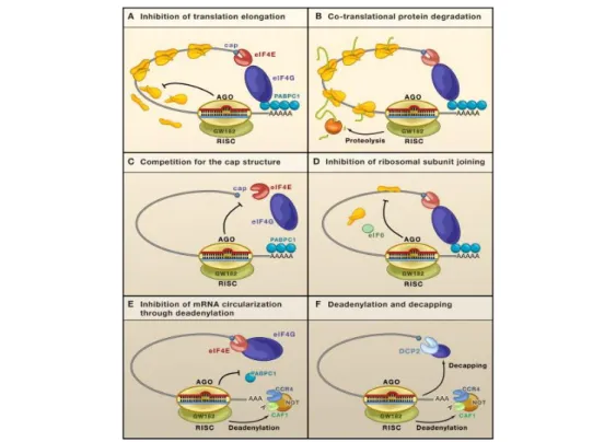 Figura  4.  Meccanismi  di  silenziamento  genico  post-trascrizionale  miRNA-mediati