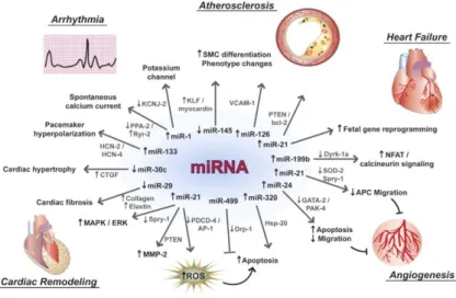 Figura  5.  miRNA  e  loro  bersagli  molecolari  nella  fisiopatologia  cardiovascolare