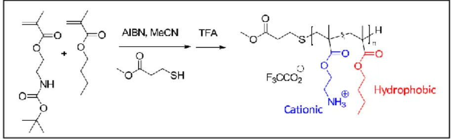 Figura 3- Esempio di copolimeri di metacrilato recanti gruppi amminici cationici (ammina primaria) e gruppi  idrofobici (butile) (DeGrado et al., 2009) 