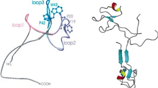 Figura 1.4:  Monomero (sinistra) e dimero (destra), del peptide TFF1 (Thim and May, 