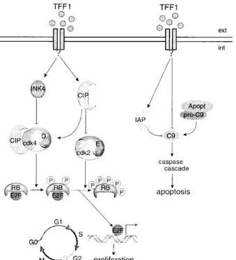 Figura 1.7:  Rappresentazione schematica del meccanismo con il quale TFF1 modula la 