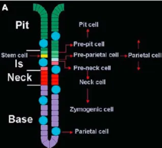 Figura 1.10:  Rappresentazione schematica della mucosa ossintica (A). Le cellule formano 