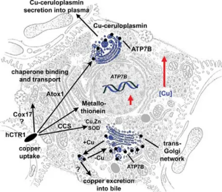 Figura 1.14: Distribuzione del rame nella cellula epatica. Il rame entra negli epatociti attraverso 