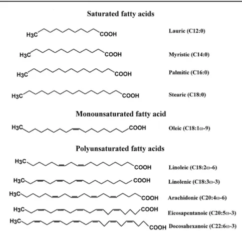 Figura 3. Classificazione degli acidi grassi saturi, mono- e polinsaturi. 