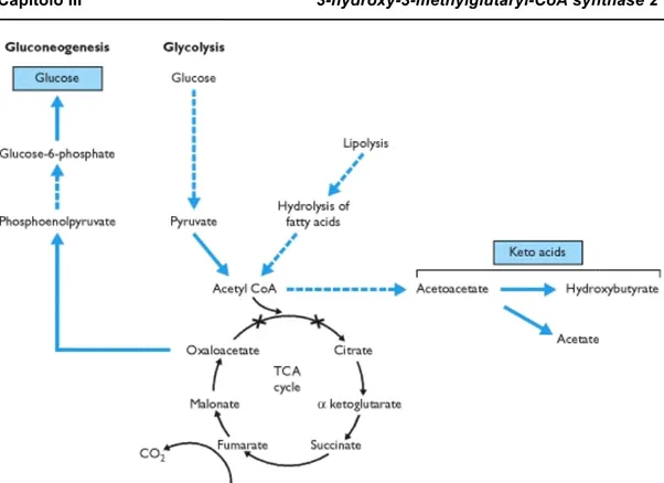 Figura 7. Vie metaboliche in cui è coinvolto l’acetil-CoA. 