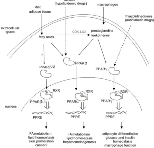 Figura 10. Meccanismo d’azione dei recettori PPAR. COX, ciclossigenasi; LOX, lipossigenasi (Kremmyda et al., 