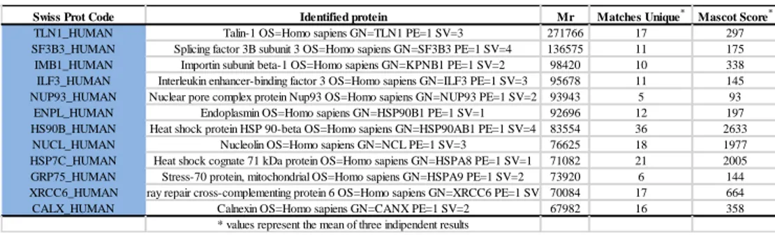 Table 1: Mass spectrometry identified proteins of DARTS experiment on whole cell-lysate  Swiss Prot Code Identified protein Mr Matches Unique * Mascot Score *