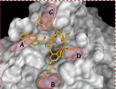 Figure 1.10 3D model of the binding mode of  amidocalixarenes and the enzyme binding site