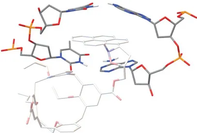 Figure 2.15 Plot representing 10b intercalated into the  poly(dA)–poly(dT) dodecamer from the minor groove