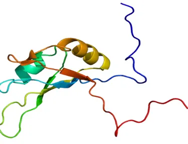 Figure  1.  Structure  of  RNA  Binding  Domain  1  (RBD1)  of  Nucleolin.  Adopted  from  Allain 