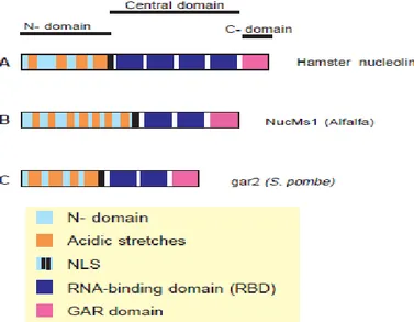 Figure 2. Schematic representation of the organization of three Nucleolin and ‗Nucleolin-like 