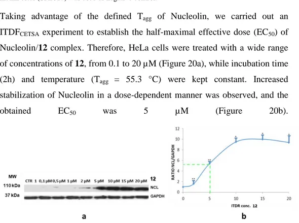 Figura 20. a) CETSA in HeLa cells in presence of  DMSO or  12 (from 0,1 to 20   M) at 55.3    C