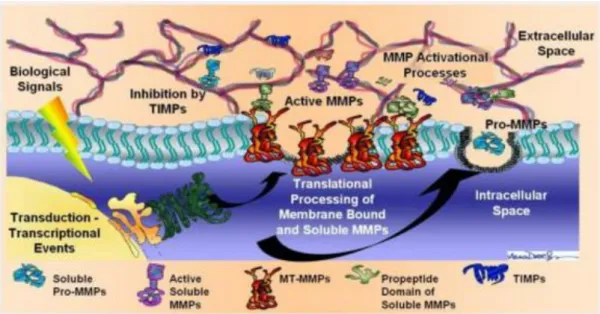 Figure  1.3.  Matrix  metalloproteinases  (MMPs).  They  are  Ca 2+ -dependent  Zn 2+ -containing  endopeptidases  able  to  degrade  extracellular  matrix  proteins  in  a  variety  of  physiological  and  pathological processes