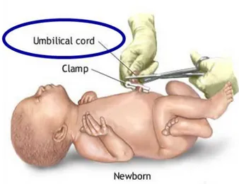 Figure 1.4. Umbilical cord. Aim of this project was to study the proteome of umbilical cords